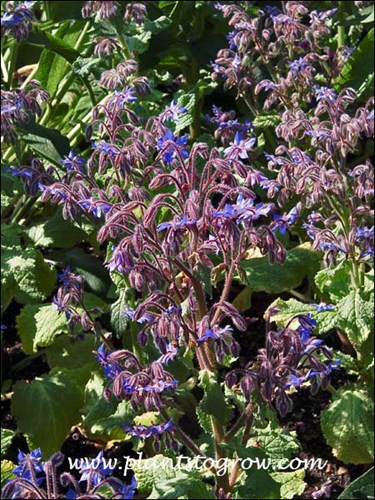 The true blue color of the flowers works nicely with the reddish peduncles and underside of the calyx.